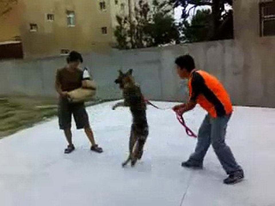 防衛犬的狼灰訓練~~此犬轉讓哦！