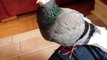 Roller Pigeon I rescued two weeks ago.  Tame and curious.
