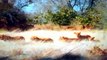 Lions Kills Wild Dog - Lions Attacking Wild Dogs