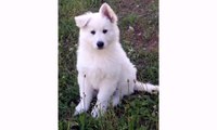 Dogs Animal White Swiss Shepherd and Puppies - Cute Funny Dog Videos