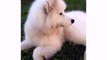 Dogs Animal White Swiss Shepherd and puppies - Best Funniest Dog Videos
