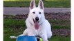 White Swiss Shepherd Dogs Animal and Puppies - Cute Funny Dog Videos