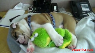 Cute English Bull dog snores while sleeping