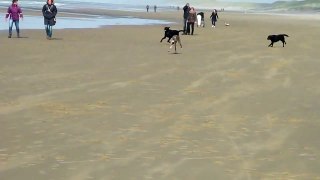 Spanish greyhound racing at the beach (Bergen aan Zee)