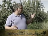 زراعة البرقوق في الجلفة