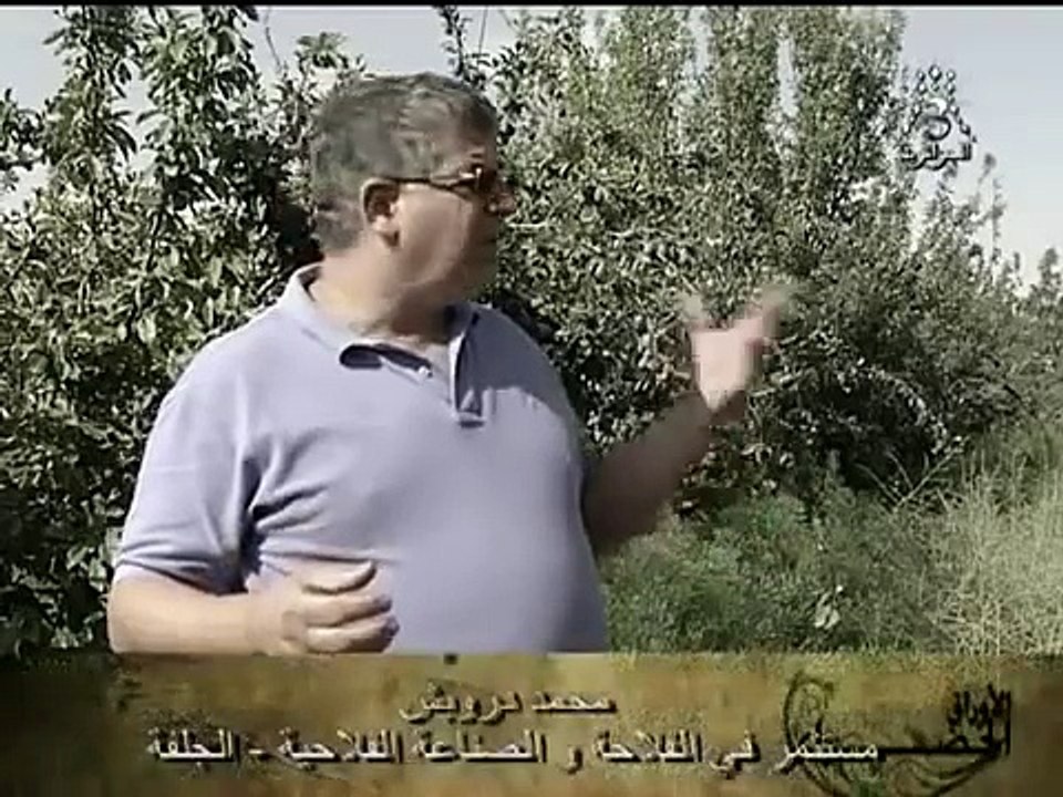 زراعة البرقوق في الجلفة
