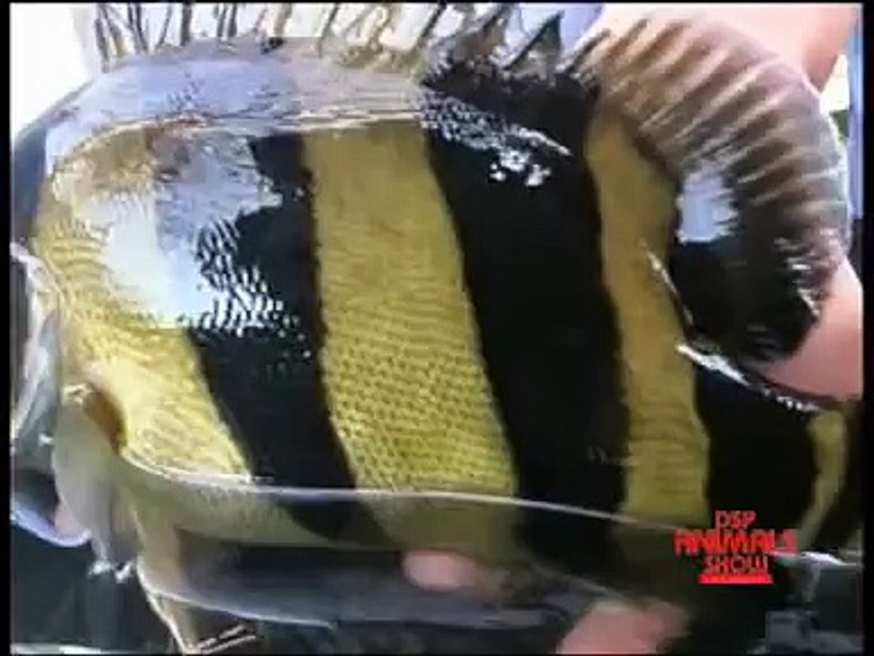 dats siamese tiger fish part 6