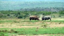 Rhino vs Rhino Crazy Fight