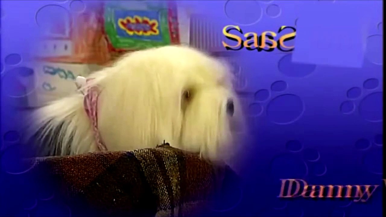 NL YTP saas en gek in mr spagettie is ontzichtbaar