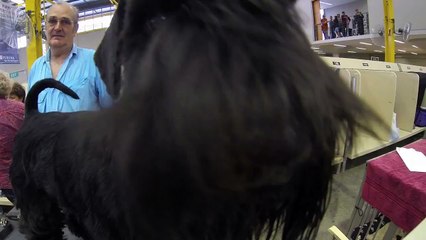 Cute, Furry & Funny Dogs of The Sydney Royal Easter Show