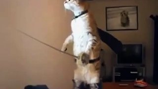 Standing Musketeer Cat
