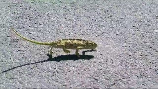 Chameleon  cool funny- xameleon πηγαίνει χαλαρός!