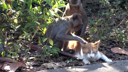 Cat and her monkey friends