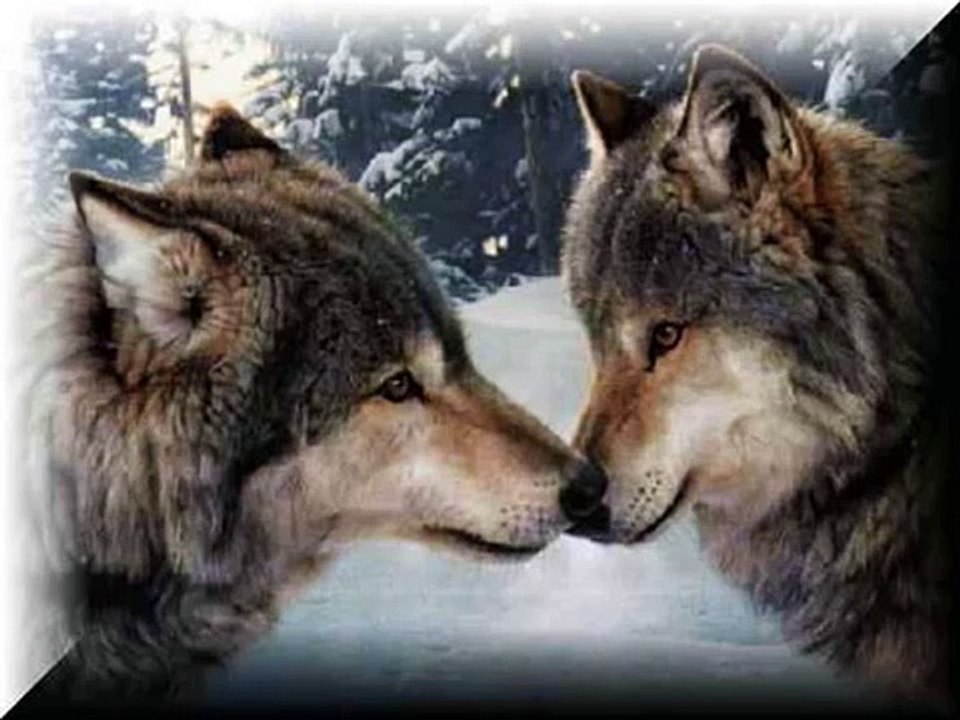 Ray Stevens - Indian Love Call.wmv