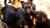 Romp N' Run Ranch German Shepherd Puppies