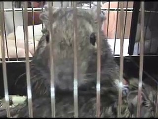 Den zvířat na ZŠ Velká Bíteš 6. 10. 2008