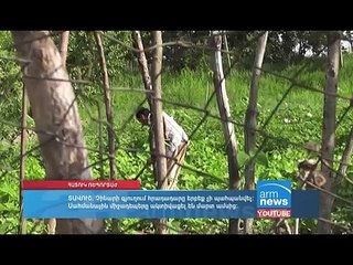 Կյանքի ու մահվան խաչմերուկում.Չինարի