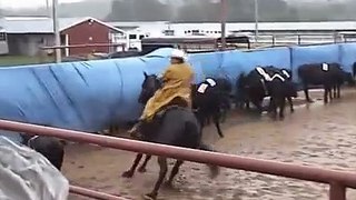 Missouri Foxtrotting Horse Cutting Horse Competition