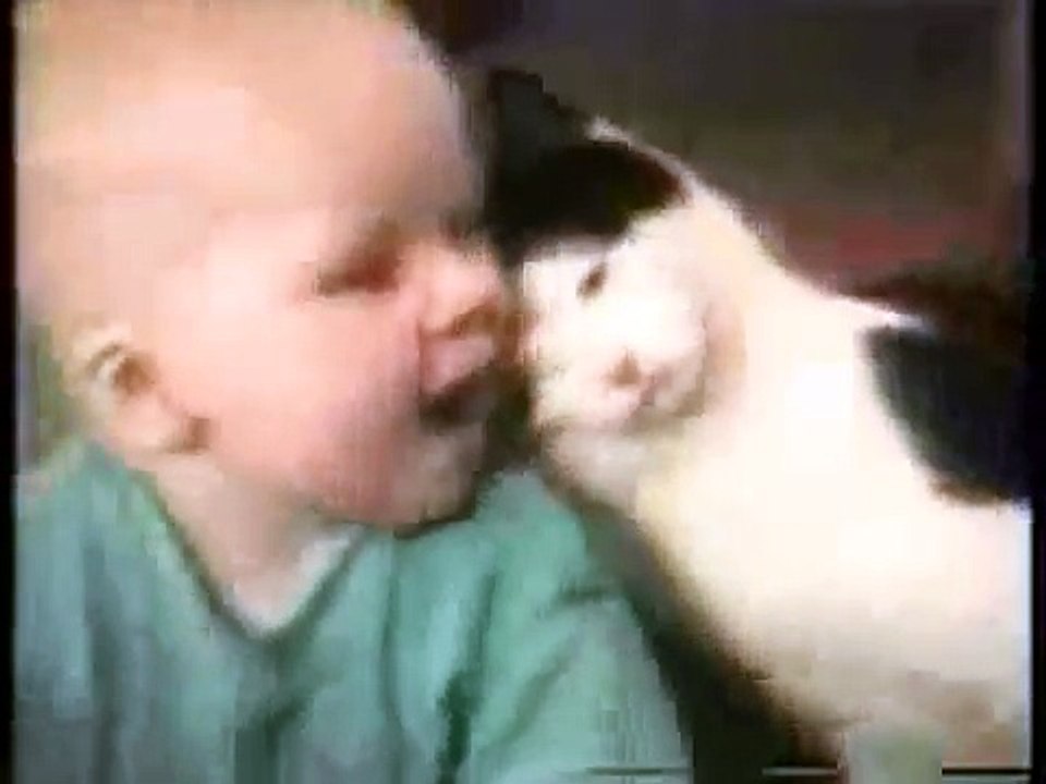 kitten