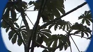 Araçari-poca (Selenidera maculirostris)