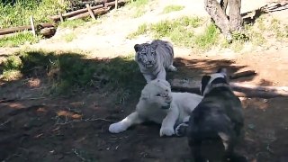 Tiger Vs Lion #6   Tiger Vs Lion   Tiger Vs Lion fight   animal fight