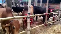 Gabtoli Cow Haat In Bangladesh 2015
