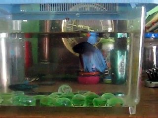 Female Betta and Male Betta Fighting