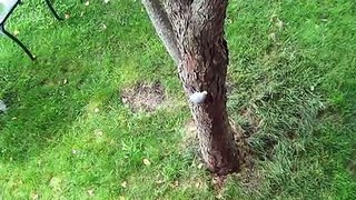 Budgie free climbing tree