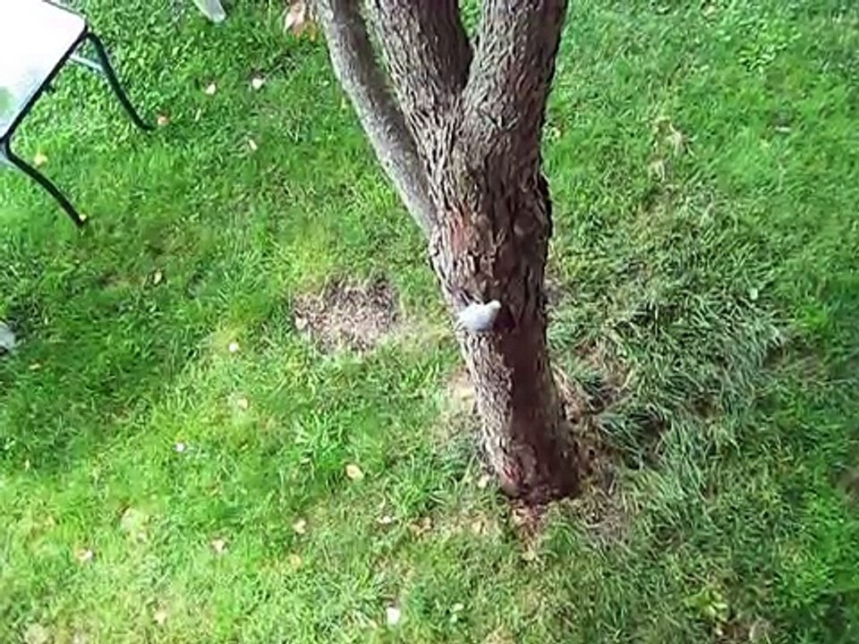 Budgie free climbing tree