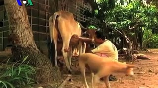 Cambodian Toddler Nurses Himself From Cow (Cambodia news in Khmer)