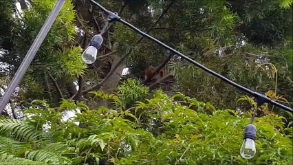 Squirrel Sounds Like Angry Donald Duck