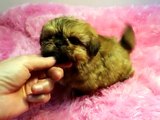 IMPERIAL SHIH TZU PUPPIES FOR SALE@ WWW.SHIHTZUSFOREVER.COM 334-289-0682