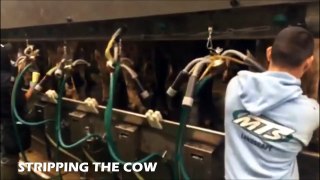 The Milking Parlor: Hudson Dairy Style