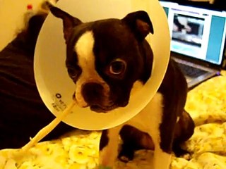 Boston Terrier Cone of Shame