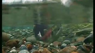 Sockeye salmon spawning act