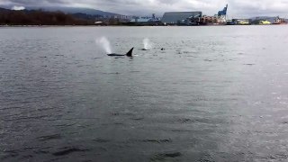 Orcas