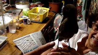 Pipek, a rescued baby blackbird (starling) - szpak