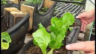 Tire Garden Experiment