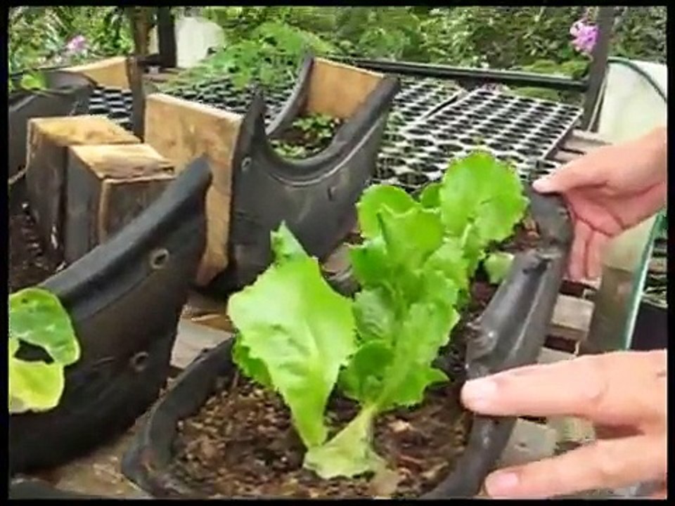 Tire Garden Experiment