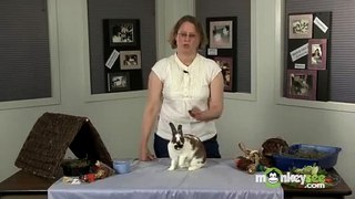 Rabbit Care - How to Handle Your Rabbit