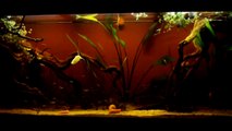 Blackwater tank - Cardinal tetras schooling