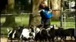 Funny animals Shocking Fainting Goats News Report Funny Goat Compilation of Screaming Goat