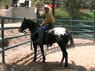 Part 4 Richard Winters Ultimate Horse Course