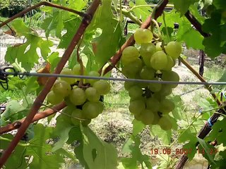 Saloma Vineyard & Nursery ( Ladang Anggur Lekir Malaysia )