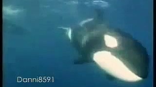 Free Orcas (killer whales)
