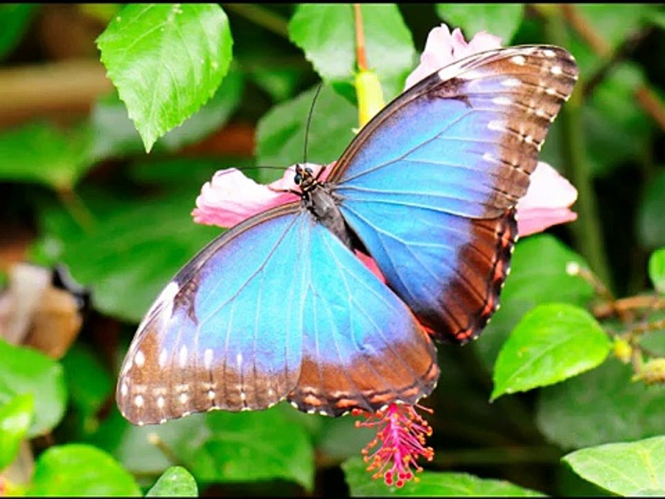 papillons et fleurs d'amérique du sud ,du papiliorama de Kerzers en Suisse !!!.wmv