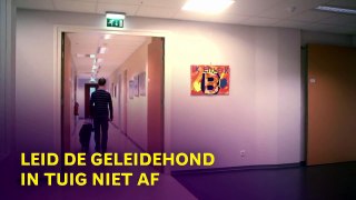 Omgaan met een geleidehond op de werkvloer - KNGF Geleidehonden