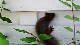Bebe ecureuil