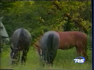 1988 - Le bianche perle del Carso - Seconda Parte