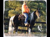 Argo Spotted Tennessee Walking Horse For Sale Smooth Gaited